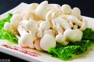 ​什么是白玉菇呢 白玉菇有什么功效呢