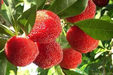 喉咙痛可以吃杨梅吗？喉咙痛吃杨梅好吗？