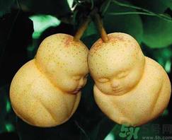 娃娃梨是怎么种出来的？娃娃梨为什么外形像娃娃？