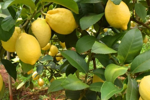 柠檬有甜的吗 有这个品种