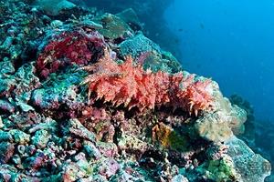 海参可以泡酒吗?海参泡酒有什么功效