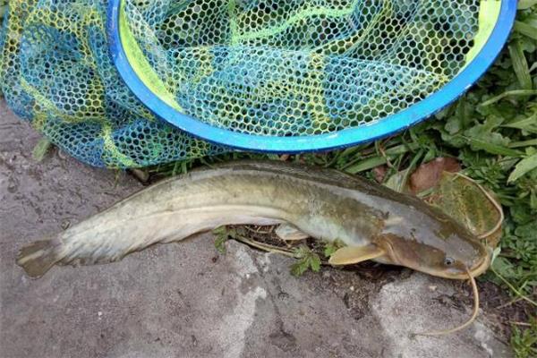 鲶鱼和草鱼哪个好吃 鲶鱼和草鱼哪个贵