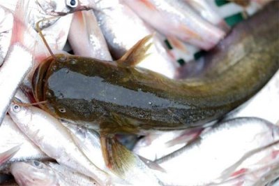 ​鲶鱼和草鱼哪个好吃 鲶鱼和草鱼哪个贵