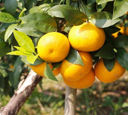 沃柑和砂糖桔的区别 沃柑和芦柑的区别