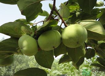 青柿子怎么去涩？青柿子为什么会涩？