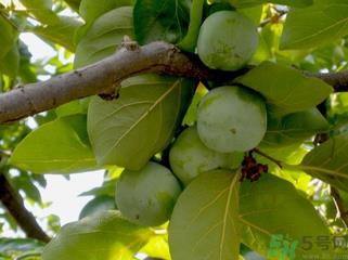 青柿子怎么去涩？青柿子为什么会涩？