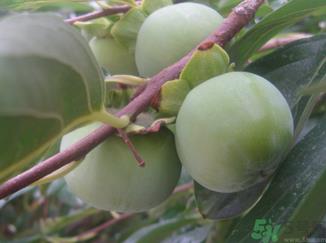 青柿子怎么去涩？青柿子为什么会涩？