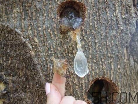 雪燕孕妇可以吃吗？雪燕的价格多少钱一斤