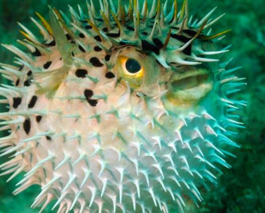 河鲀哪个部位有毒？河鲀哪个部位可以食用