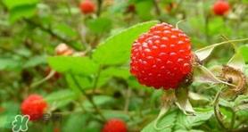 野草莓就是覆盆子吗？覆盆子和野草莓的区别