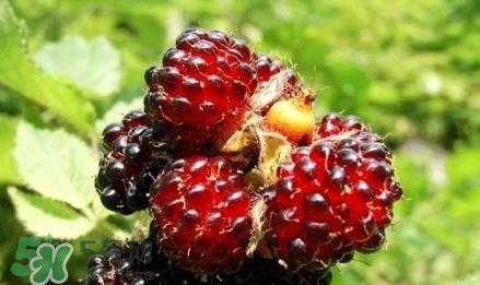 野草莓就是覆盆子吗？覆盆子和野草莓的区别