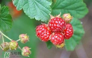 野草莓就是覆盆子吗？覆盆子和野草莓的区别