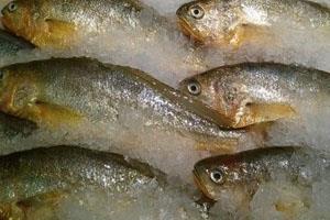 黄花鱼是淡水鱼还是咸水鱼 海洋中长大的一种鱼