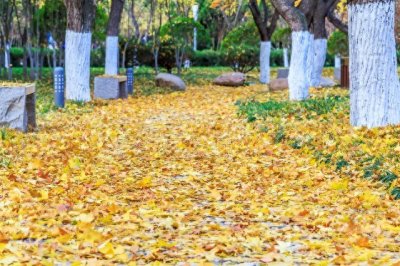 ​侯卫东官场笔记有感而发