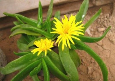 ​佛手掌的风水学应用-佛手掌在家居中的作用