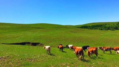 ​必看！北京去坝上草原自由行攻略，多种交通出行方式供选择！