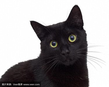 ​养猫小白上手！新手养猫超全攻略，建议收藏