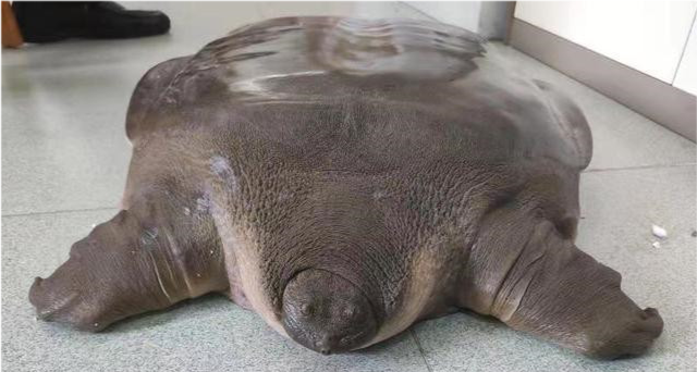 福建水产特色养殖十大品种