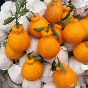 ​不知火柑橘(不知火柑橘吃了上火吗)