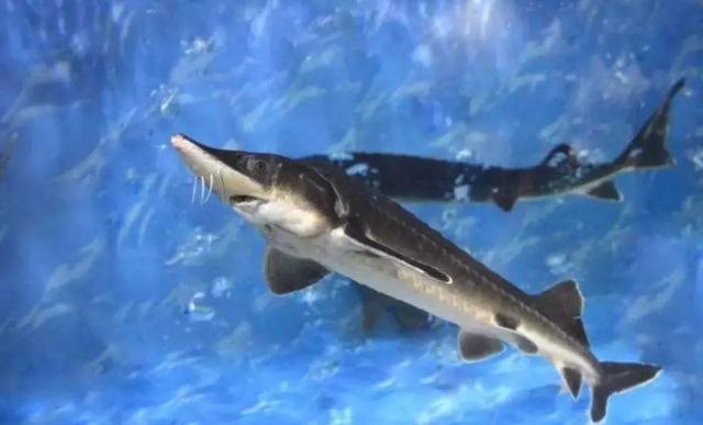 中华鲟 长江鲟（中华鲟科普2:生于长江）(1)