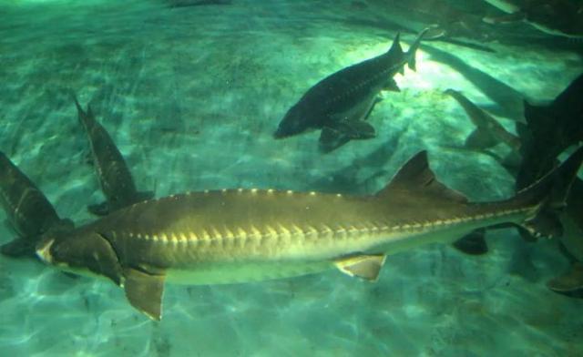 中华鲟 长江鲟（中华鲟科普2:生于长江）(5)