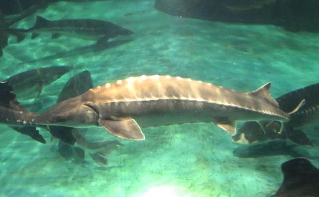 中华鲟 长江鲟（中华鲟科普2:生于长江）(3)