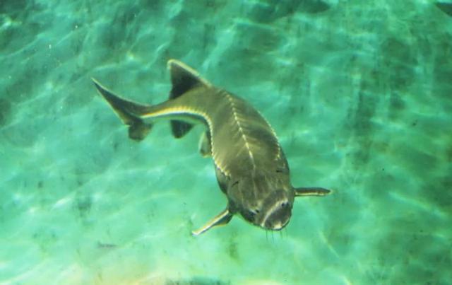 中华鲟 长江鲟（中华鲟科普2:生于长江）(6)