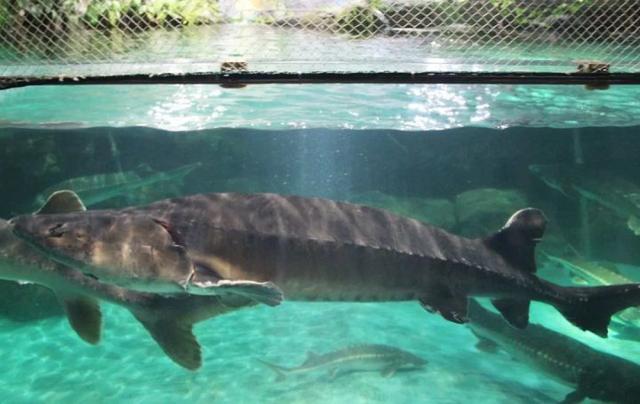 中华鲟 长江鲟（中华鲟科普2:生于长江）(2)