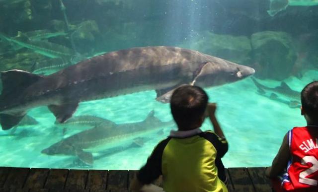 中华鲟 长江鲟（中华鲟科普2:生于长江）(4)