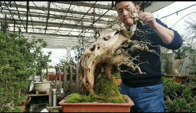 ​盆景如何造型