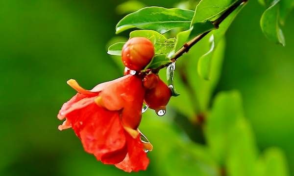 西安的市花是什么名字,西安市市花图4