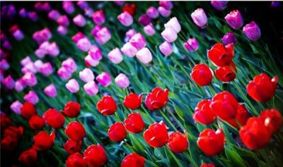 ​西安的市花是什么名字,西安市市花