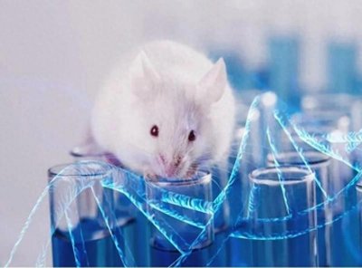 ​动物实验利弊大盘点，速看！
