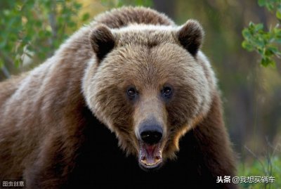 ​《亚洲-海陆空之陆》它就是人们常说的熊瞎子！“棕熊”