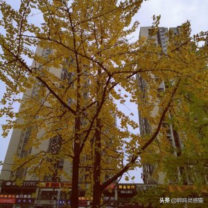 ​逛吃逛吃，九龙坡杨家坪——打卡重庆商圈