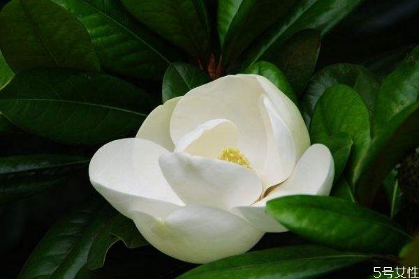 广玉兰的花期是什么时候呢 广玉兰应该怎么种植呢