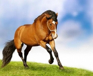 ​这些妙趣横生与马相关的俗语，您知多少？