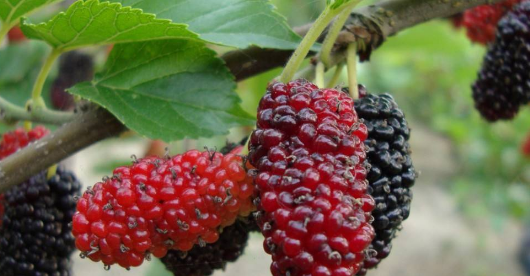 怎样区分硫磺桑葚干,孕妇可以吃桑葚干吗图1