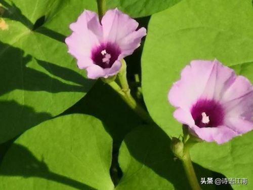 韩剧向日葵演员表(韩剧向日葵主题曲)-第2张图片-