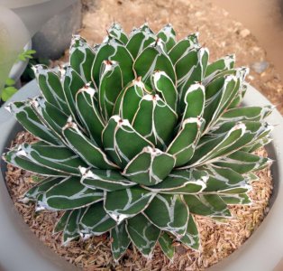 ​不开花的植物有哪些（耐旱又好养的不开花绿植品种）