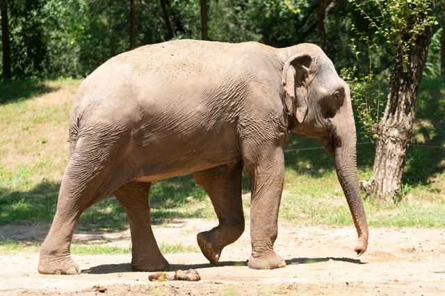 北京大兴野生动物园游玩路线地图（北京野生动物园）(9)