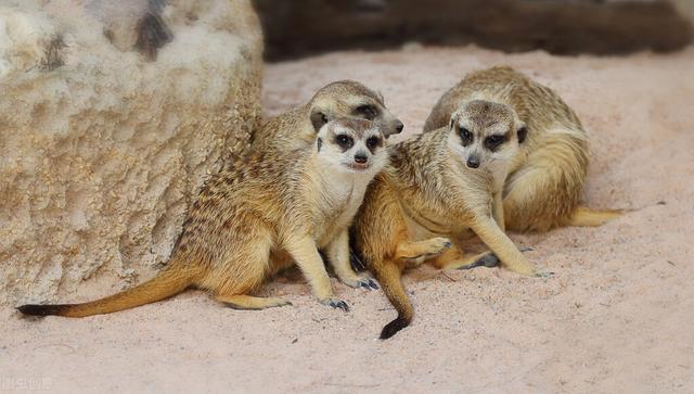 北京大兴野生动物园游玩路线地图（北京野生动物园）(2)