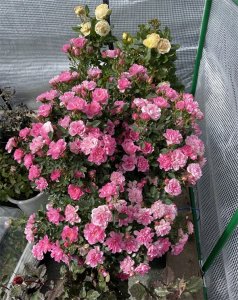 一分钟教你自制氮磷钾肥(用什么肥料可以把花养好)