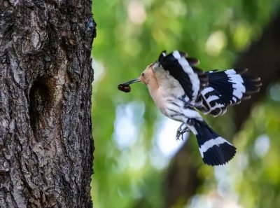 戴胜鸟吉祥还是不吉祥(为什么戴胜鸟总是臭烘烘的)