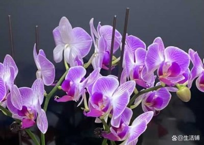 蝴蝶兰多久浇一次水,怎么浇?