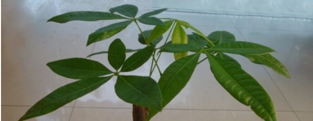 水培发财树怎么养（水培发财树的养殖教程）