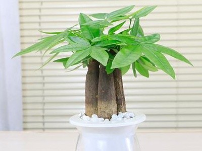 水培发财树怎么养（水培发财树的养殖教程）