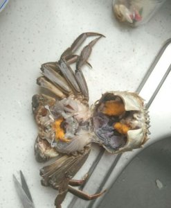 ​梭子蟹死了能吃吗，当天买得活梭子蟹死了，冻冰箱里第二天下午还能吃吗？