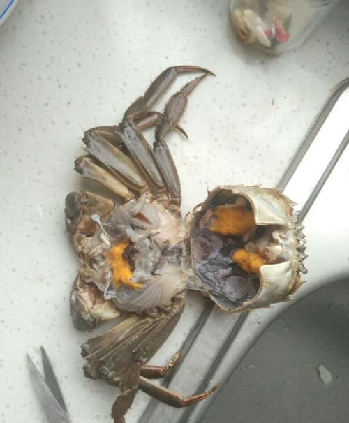 当天买得活梭子蟹死了，冻冰箱里第二天下午还能吃吗