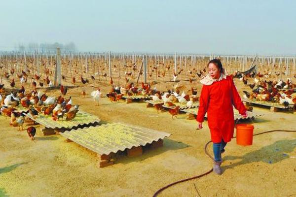 农庄和家庭农场有什么区别（什么叫家庭农场）(8)